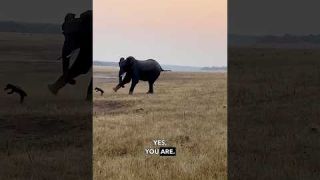Honeybadger vs Elephant - Ozzy Man Reviews