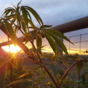 photo thumbnail