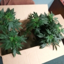 CBD Products